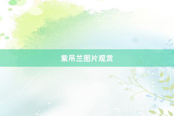 紫吊兰图片观赏